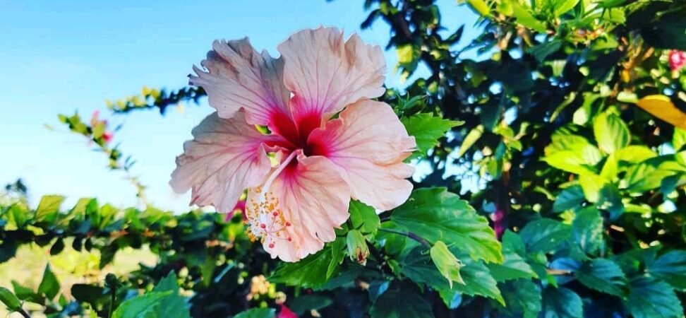 Blog1